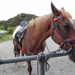 A Little Horse